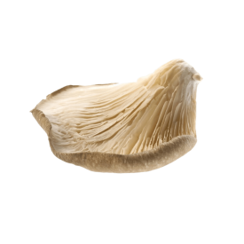 seta