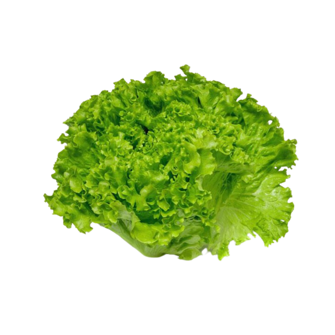 Lechuga batavia