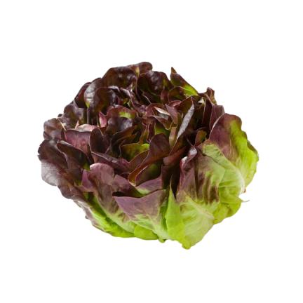 Lechuga hoja de roble